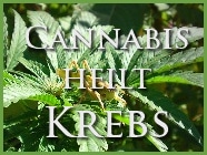 marihuana-cannabis-heilt-krebs