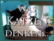 was-katzen-denken-katzengejammer