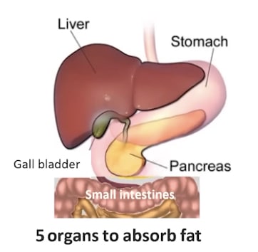 5-organe-der-fettverbrennung