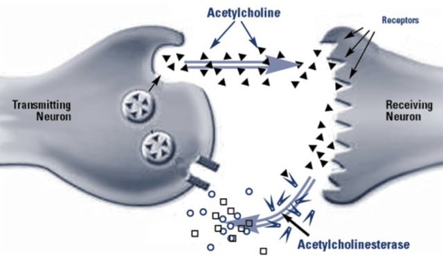 traumerinnerung steigern Acetylcholine