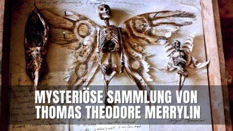 Mysteriöse Sammlung Seltsame-Lebewesen-Thomas-Theodore-Merrylin