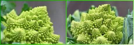 romanesco