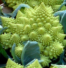 romanesco fraktale