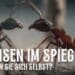ameisen-spiegel-experiment