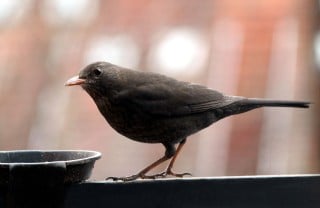 die amsel