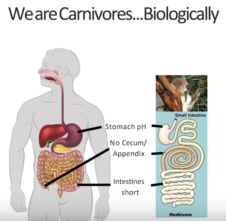 carnivore diät 3