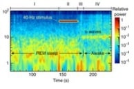 Gamma Frequenz