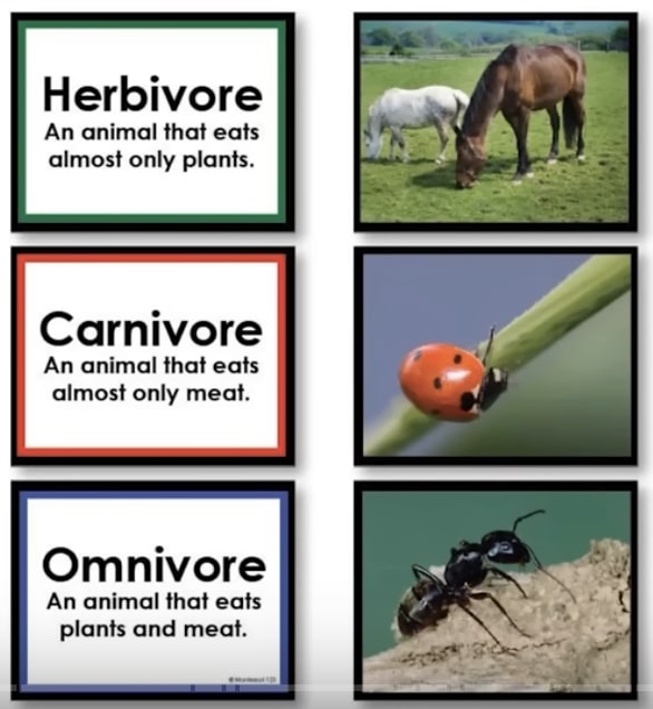 herbivore-omnivore-carnivore