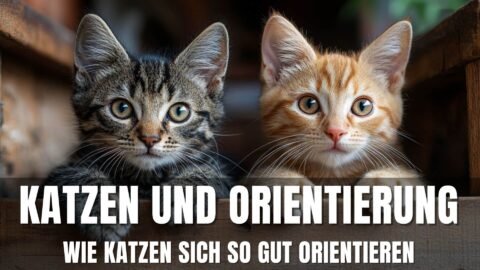 katzen und orientierung