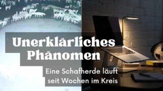 Seit Wochen läuft diese Schafherde im Kreis