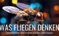 Tierkunde: Was Fliegen denken, fühlen, wissen…