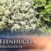 feen hügel