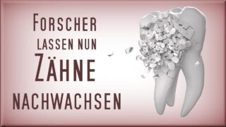 Zähne nachwachsen lassen? Mit Stammzellen-Therapie
