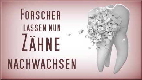 zaehne-nachwachsen-lassen