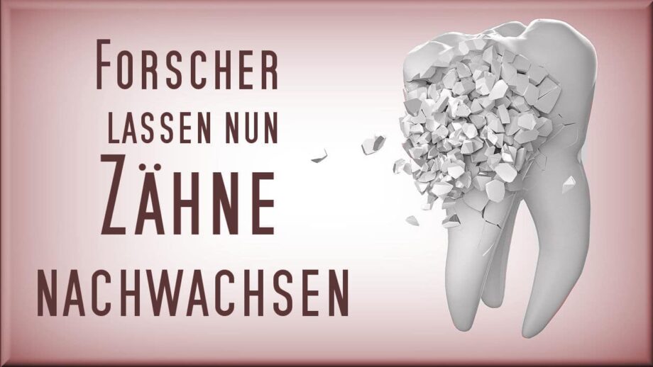 zaehne-nachwachsen-lassen