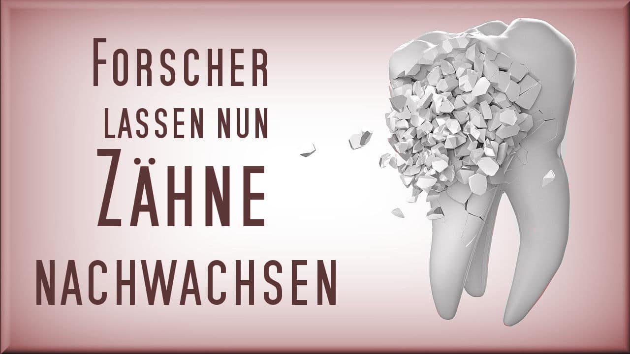 zaehne-nachwachsen-lassen